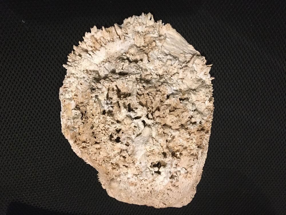 Tr&egrave;s belle coquille de nacre 