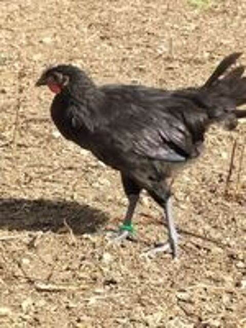   Poulet/poulette Coucou, Janzé, Bresse gauloise, Courtes-patt 