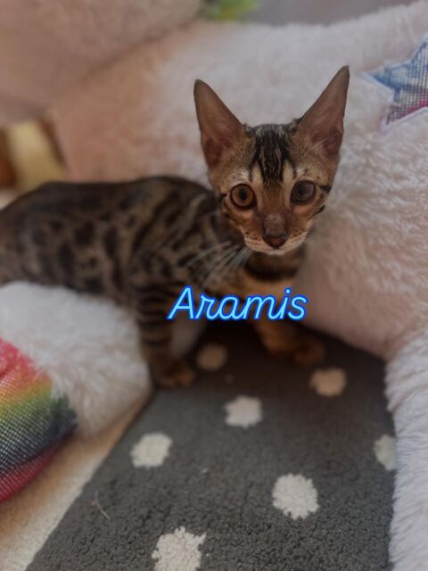 Chatons Savannah crois Bengal 71240 Varennes-le-grand