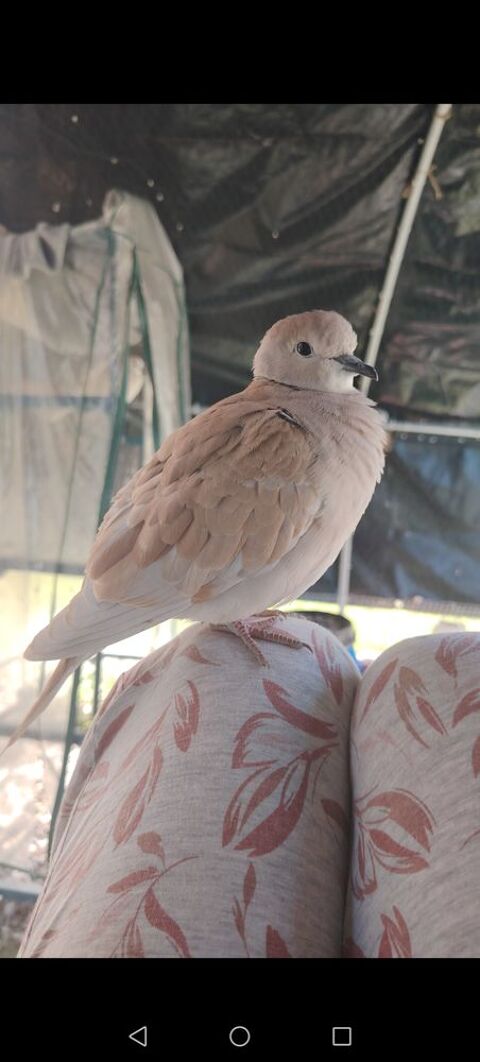 Tourterelles et colombes 20 71190 Mesvres