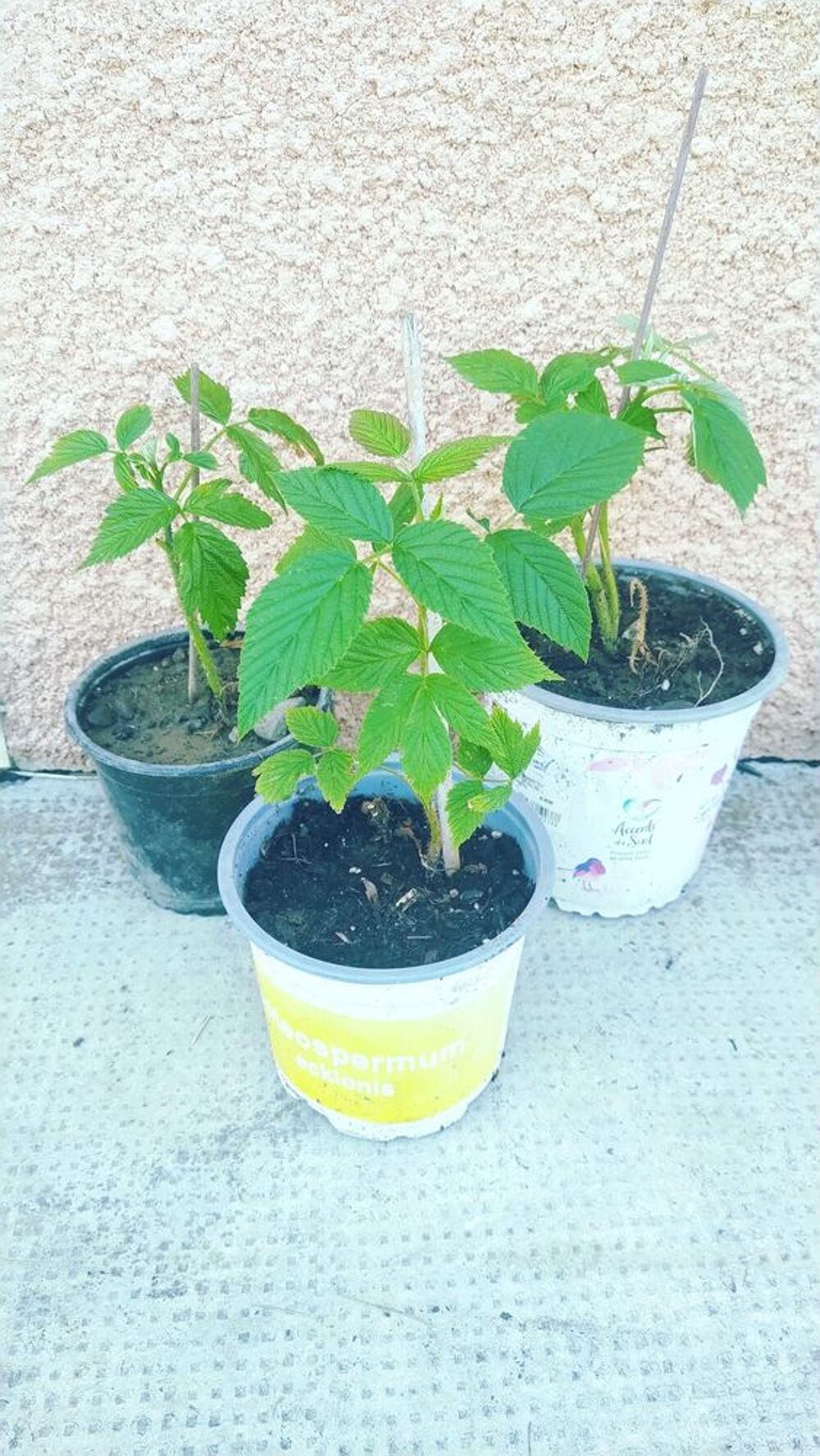 Framboisiers Jardin
