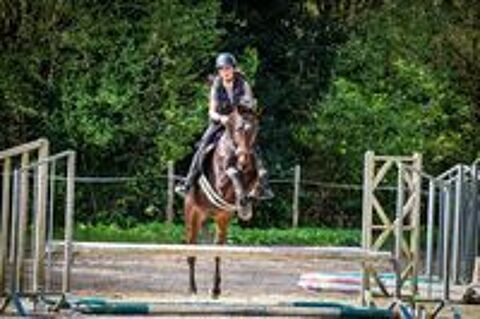   cheval hongre PS de 10 ans 