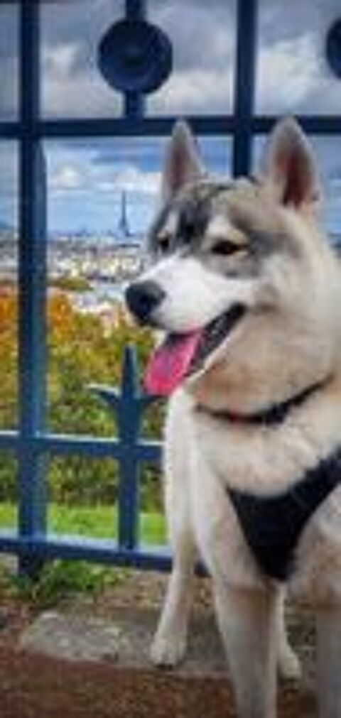   Husky Sibérien mâle LOF confirmé disponible pour saillie 