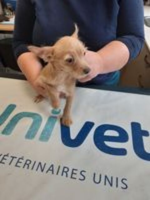   PETIT CHORKY ADORABLE 