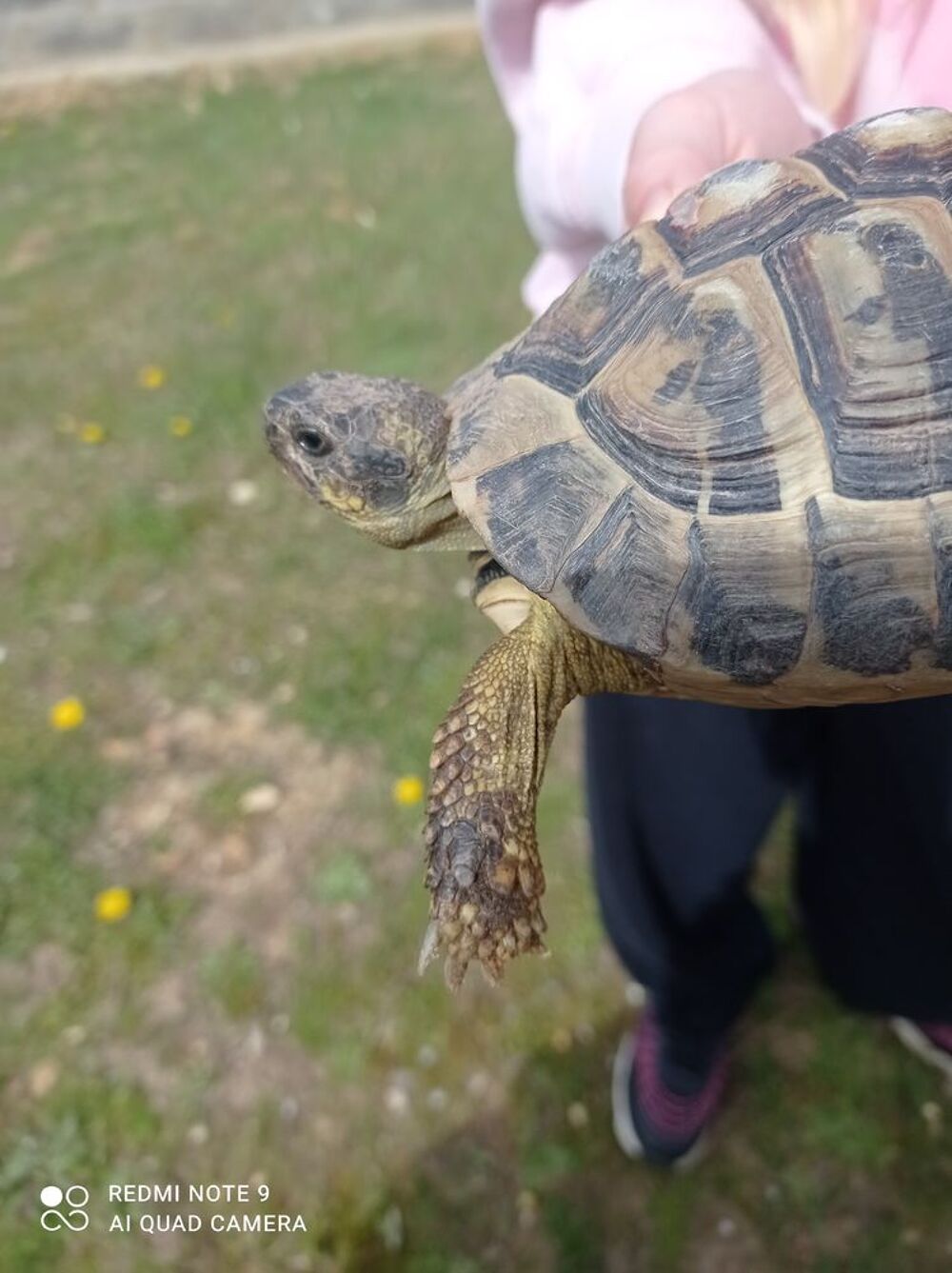   tortue de terre 