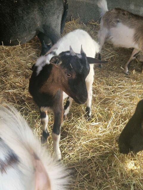 Chevre 70 44310 Saint-philbert-de-grand-lieu