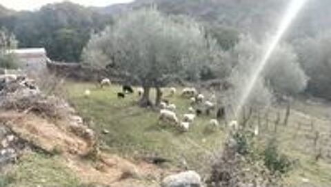   Vente moutons Ouessants pour ecopaturage 