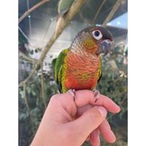   Conure  joues vertes  apprivoise  