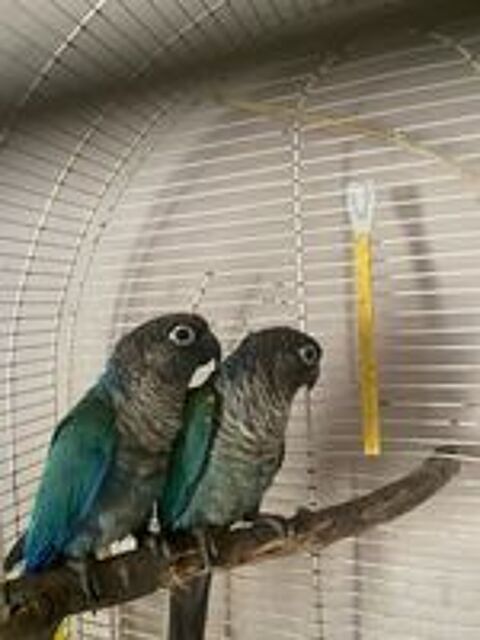   Couple conure non sexé  