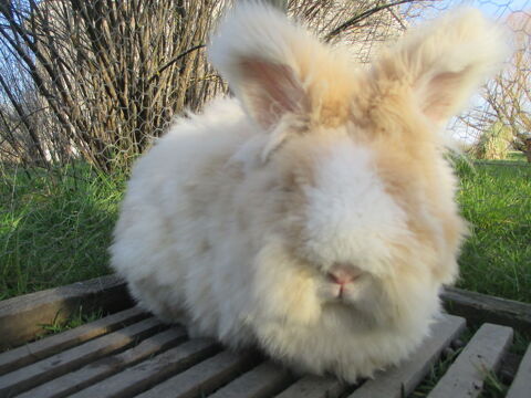 jeune femelle Angora Anglais 85 18000 Bourges