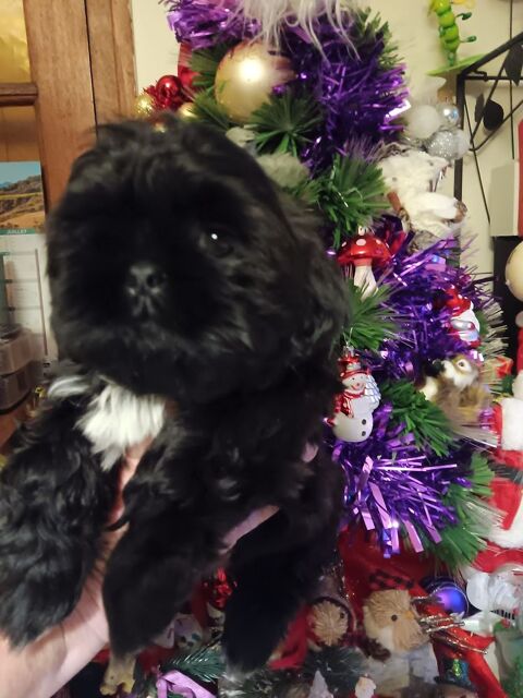 Chiots shih-tzu 900 38210 Saint-quentin-sur-is�re