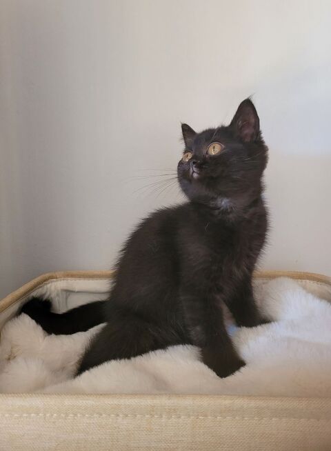 Chaton british shorthair LOOF 1400 59230 Saint-amand-les-eaux