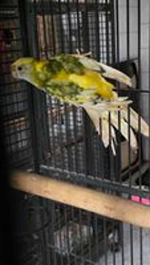   perruche male 