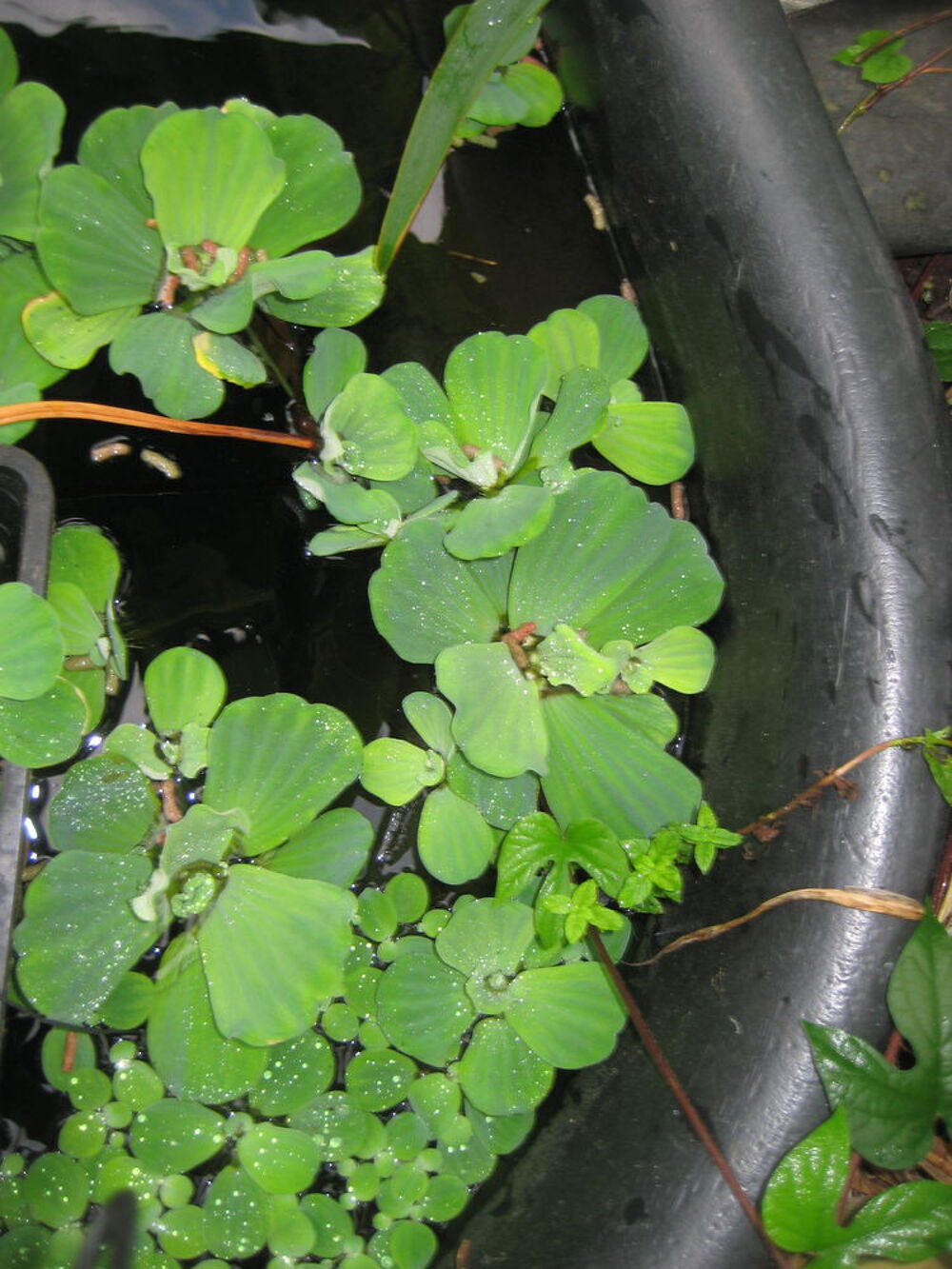 plante aquatique Jardin
