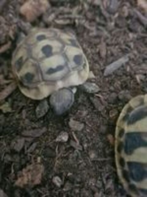   Tortues terrestres de terre juvéniles bébé de terre 