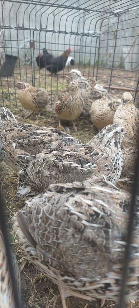 Cailles 26 93160 Noisy-le-grand