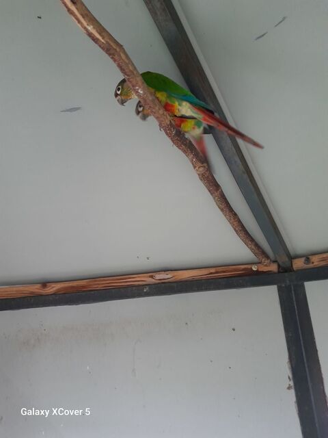 Conure molina opaline 1 85130 La verrie