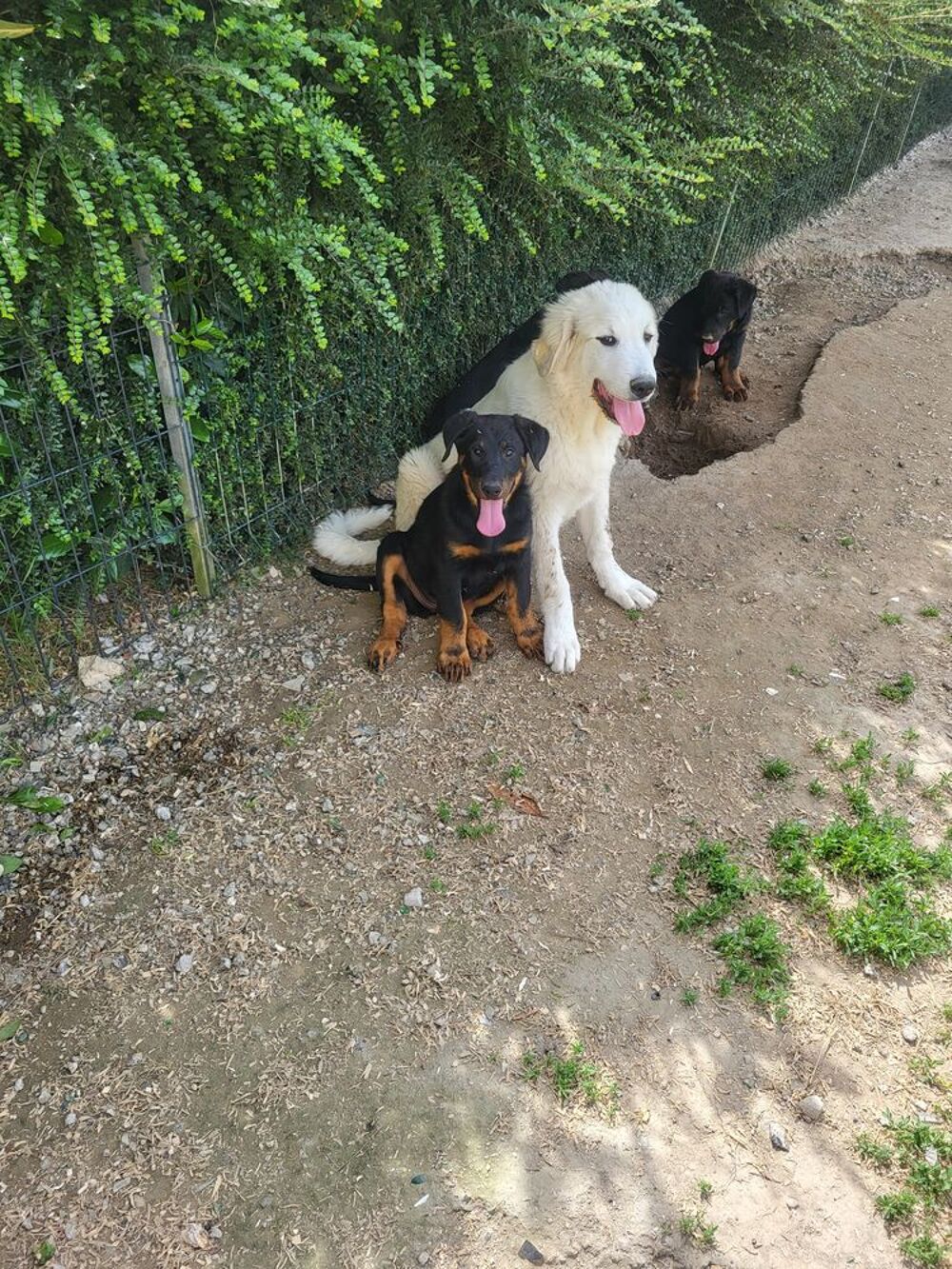   Chiots montagne des Pyrénées  