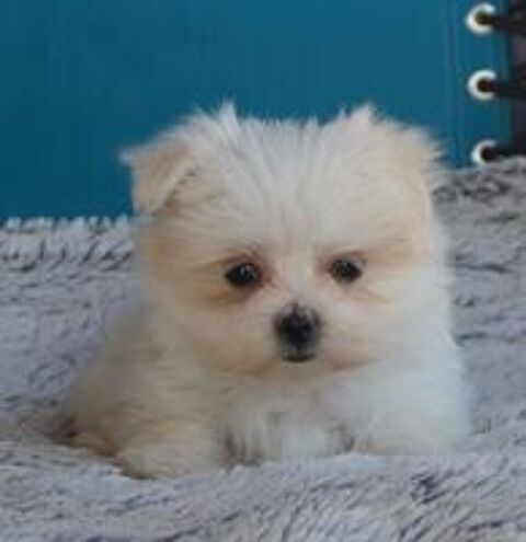   Magnifique femelle bichon maltais miniature 