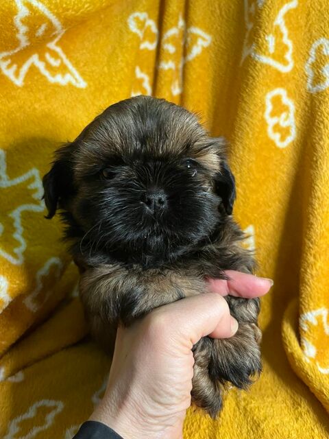 A r&eacute;server magnifiques chiots shih tzu LOF 1200 58350 Nannay