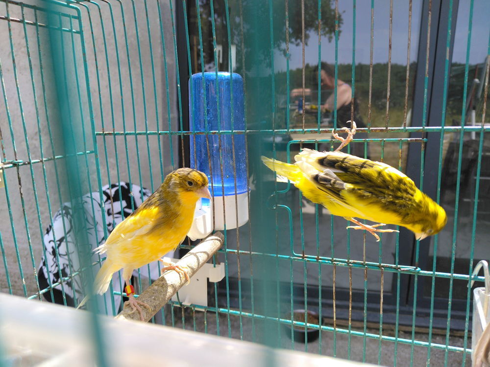   Canaris mâles ? Sujets de qualité 