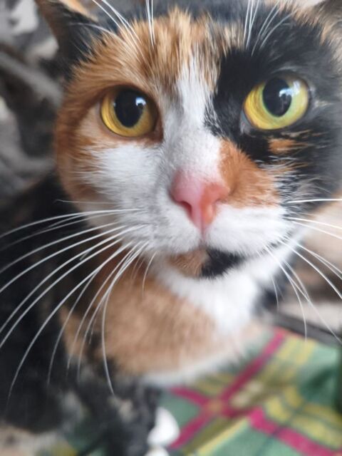 CHANEL ( actuellement au refuge en ukraine )voyage pr&eacute;vu d&eacute;but mars 0 75018 Paris