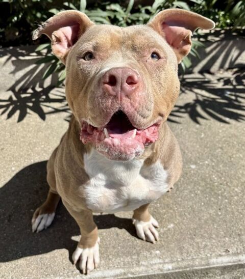 Bonnie, bully, 2 ans 220 34500 B�ziers