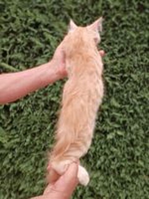   Chaton Maine coon 