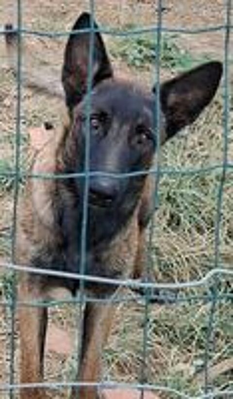   Malinois 