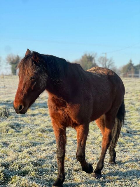 Jimmy poney joueur et dynamique 500 35000 Rennes