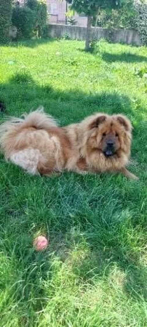 Chien SWEETY &agrave; l adoption 250 07800 Saint-georges-les-bains