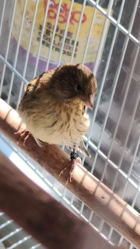 Canari 2025 25 92290 Chtenay-malabry