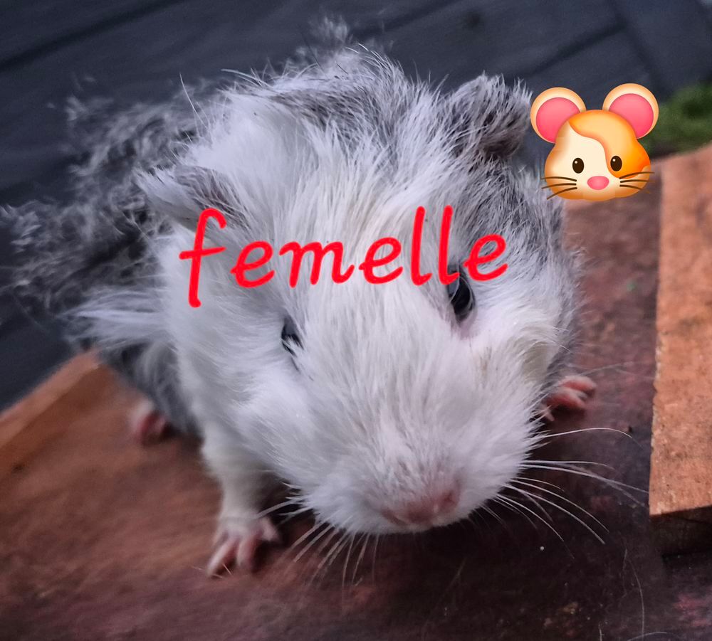   cochons d'inde 
M�les et femelles 