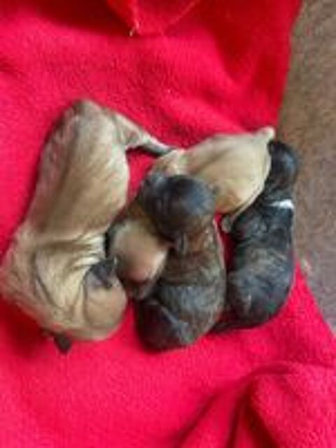   Chiots malshi ( bichon x shih tzu) 