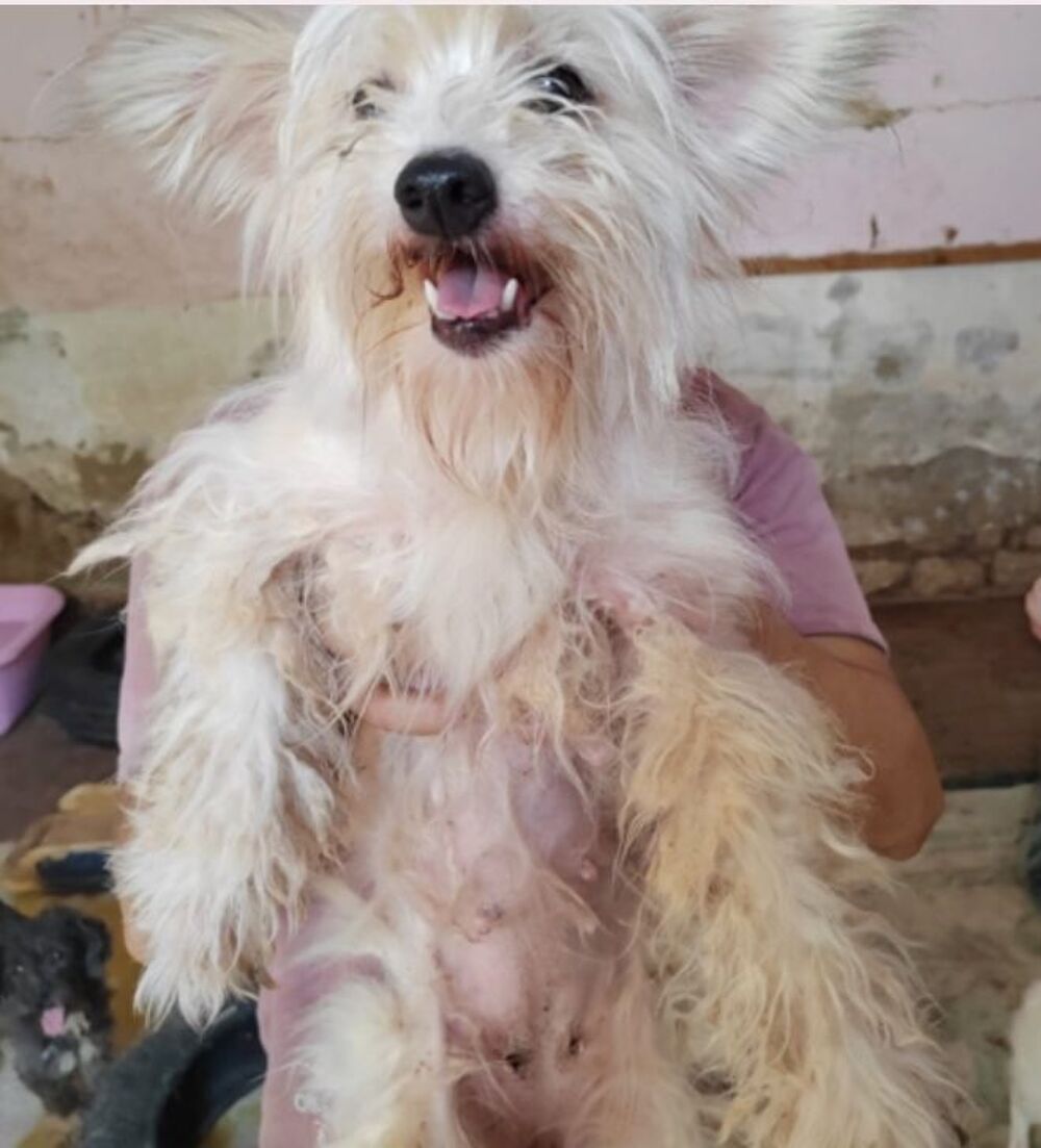  BELLA  2/3 ANS FEMELLE NON STRILISE SAUVETAGE D'GYPTE  A ADOPTER SEULEMENT  