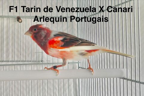 Tr&egrave;s Beaux Oiseaux Super Chanteur F2 Tarin De Venezuela 2025 90 94450 Limeil-br�vannes
