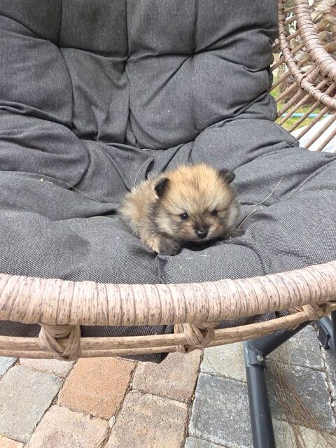 Spitz nain pomeranien , loulou de pomeranie 1690 66510 Saint-hippolyte