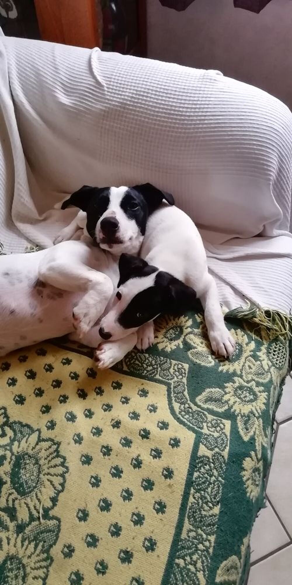   SAILLIE JACK-RUSSELL Bicolor NOIR & BLANC Trs belle ligne
