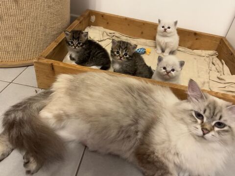 MAGNIFIQUES CHATONS SIBERIENS 1800 06600 Antibes