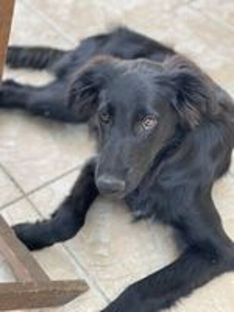  Chien BUDDY à l adoption 