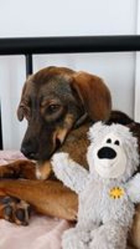   URGENCE  ADOPTION COCO 