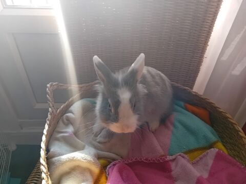Dalie, le lapin nain 70 94420 Le plessis-trvise