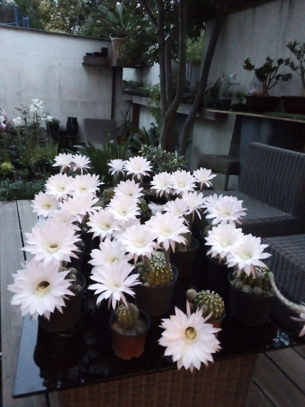 cactus boules de moise &eacute;chinopsis oxygona moyens et petits Jardin