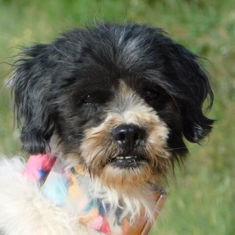 BOB attend de passer du refuge au canap&eacute; 315 24140 Douville