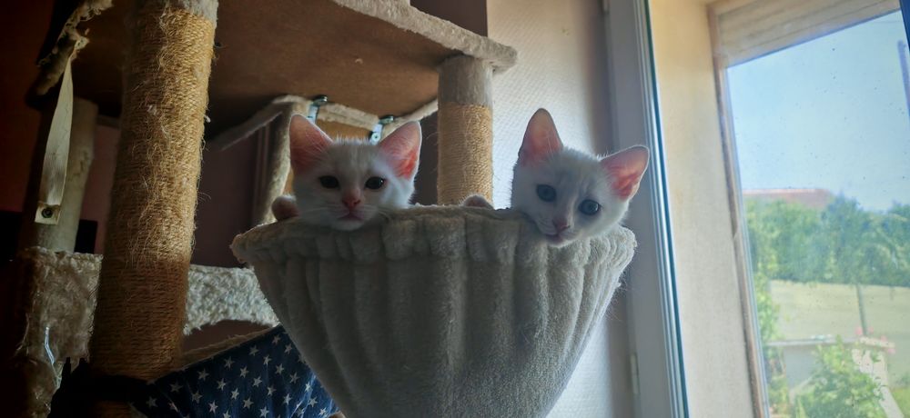   Chaton à l'adoption  