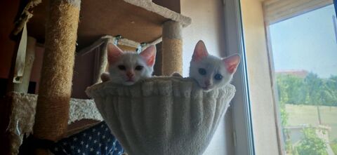 Chaton &agrave; l'adoption 0 77440 Lizy-sur-ourcq