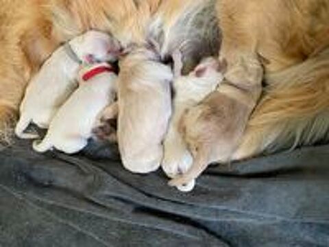   Chiots golden retriever
