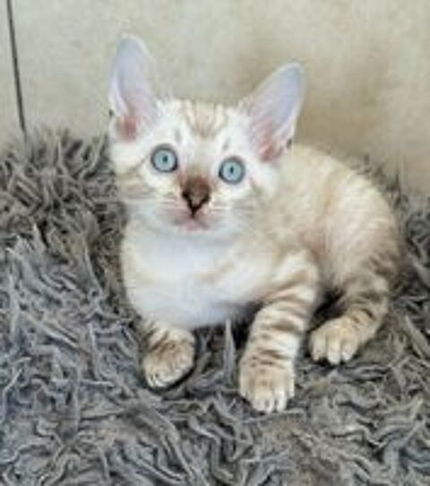   Chatons Bengal LOOF & Snow / Silver / brown & Prestigieuses origines & qualit expo 
