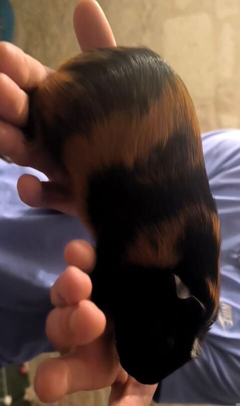 B&eacute;b&eacute; cochon dinde a r&eacute;server 0 85400 Lu�on