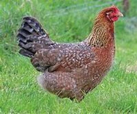   Oeuf fécondé,poussin , poule et coq biefelder. 
